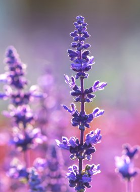 Mavi salia alan olduğunda günbatımı ışık ray ile