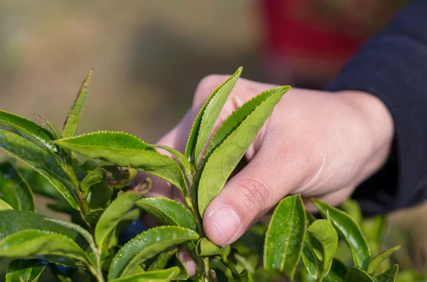 Plucking tea leaf by hand — Stock Photo, Image