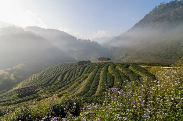 Thee field wanneer zonsopgang met mist, doi angkhang, chiangmai provinc — Stockfoto