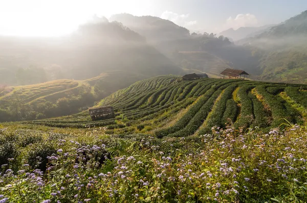 Teefeld bei Sonnenaufgang mit Nebel, doi angkhang, chiangmai provinz — Stockfoto
