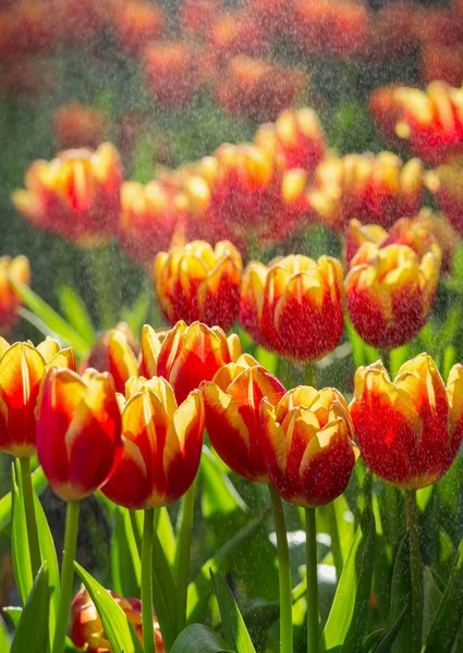 Hermoso campo de tulipanes rojos bajo el spray en la mañana —  Fotos de Stock