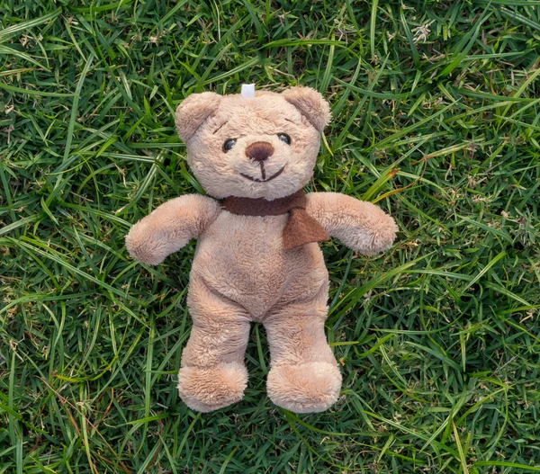 TEDDY BEAR brown color with scarf on the grass,front side — Stock Photo, Image