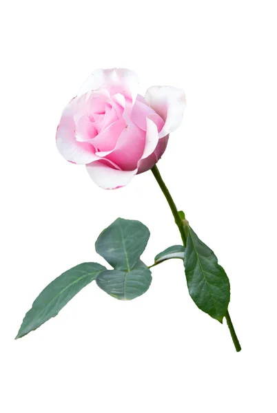 Ροζ τριαντάφυλλο σε λευκό φόντο, απομόνωση — Φωτογραφία Αρχείου