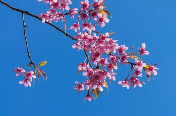 美丽的粉红的樱花在蔚蓝的天空 — 图库照片