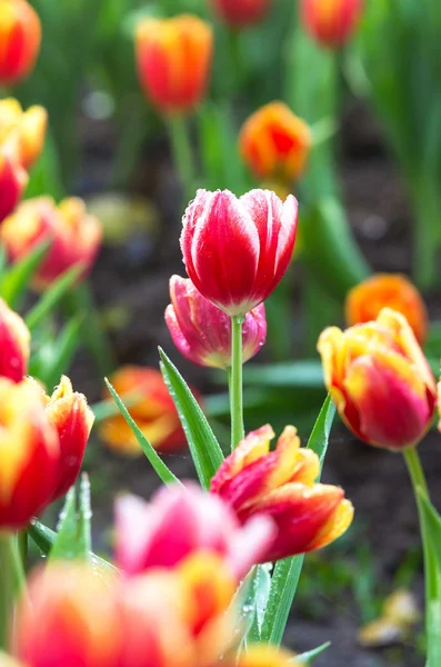 Rojo hermoso campo de tulipanes en la mañana —  Fotos de Stock