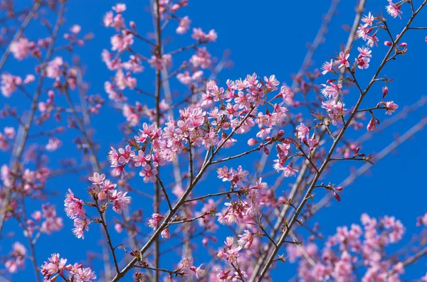 Üzerinde mavi gökyüzü güzel pembe sakura — Stok fotoğraf