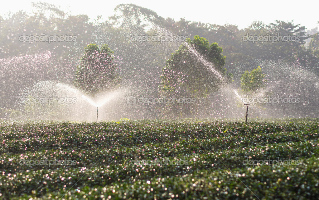 water sprinkler in tea field on the morning