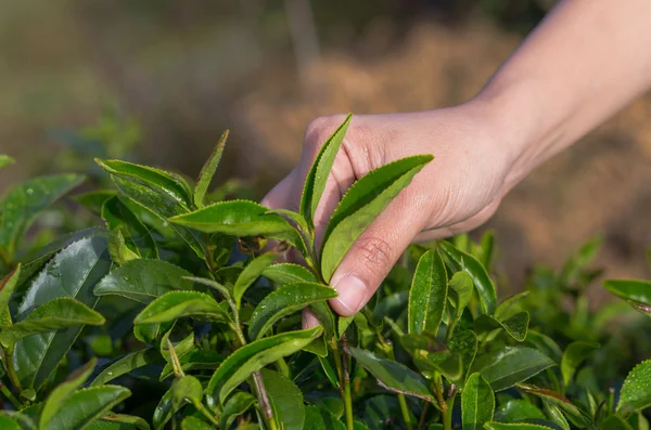 Plucking tea leaf by hand — Stock Photo, Image