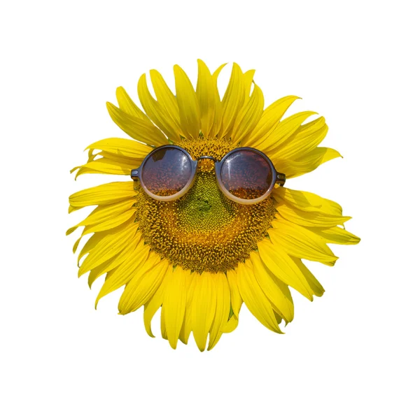 Sunflower with sunglasses on white background, isolate — Stock Photo, Image