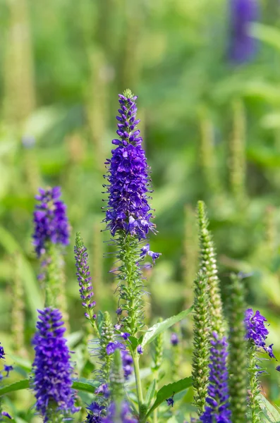 Beautiful lavendor field — Stock Photo, Image