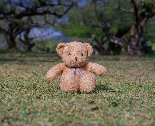 TEDDY BEAR cor marrom sentado na grama sob a árvore — Fotografia de Stock