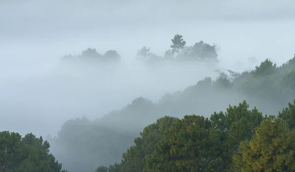 Туманний ліс на гірському пейзажі вранці, тайський — стокове фото