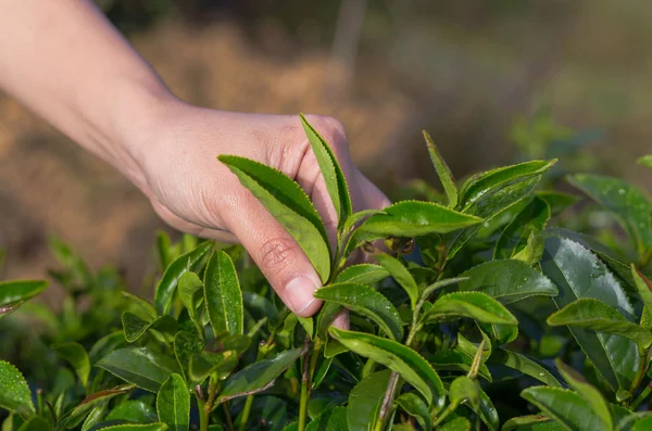 Plucking tea leaf by hand — Stock Photo, Image