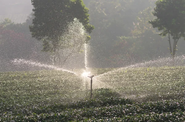 Arroseur d'eau dans le champ de thé le matin — Photo