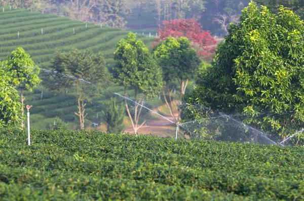 Water sprinkler in tea field — Stock Photo, Image