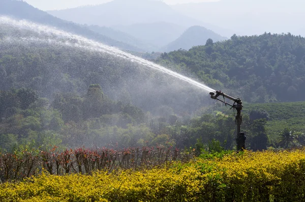 Aspersor de agua en campo naranja — Foto de Stock