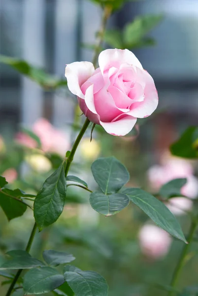 Rosa rosa — Fotografia de Stock