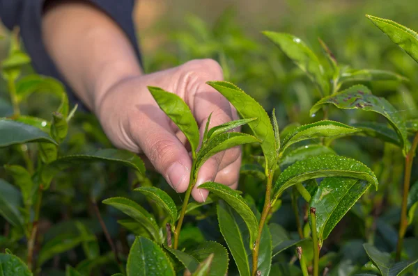Plucking tea leaf by hand — Stock Photo, Image