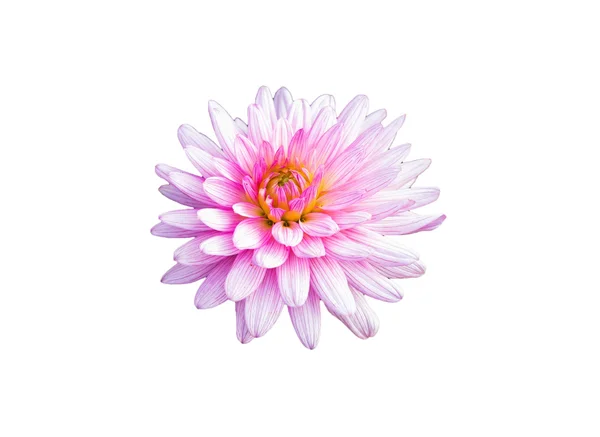 Flor de crisantemo rosa sobre fondo blanco, aislado — Foto de Stock