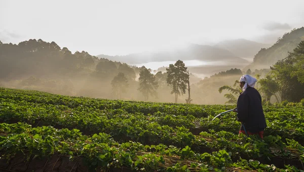 Donna contadina che innaffia nella fattoria di fragole quando sorge il sole con nebbia , — Foto Stock