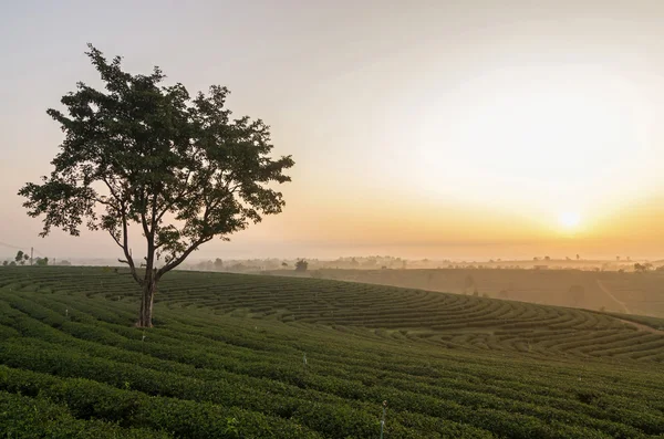 Choui fong Teefeld bei Sonnenaufgang, Chiangrai Provinz, Thailand — Stockfoto