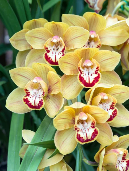 Gul orkidé blomma i trädgården — Stockfoto