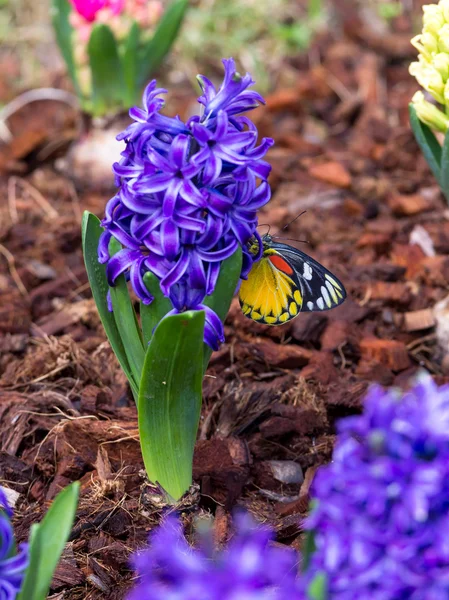 Beautiful butter fly with Blue hyacinth in a flower bed — Stock Photo, Image