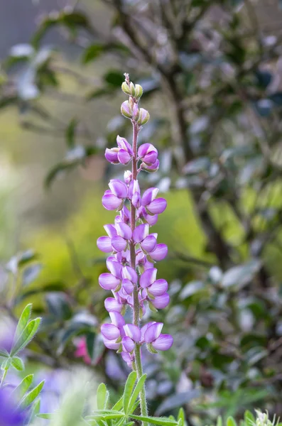 Purple delicate flowers in the garden — Stock Photo, Image