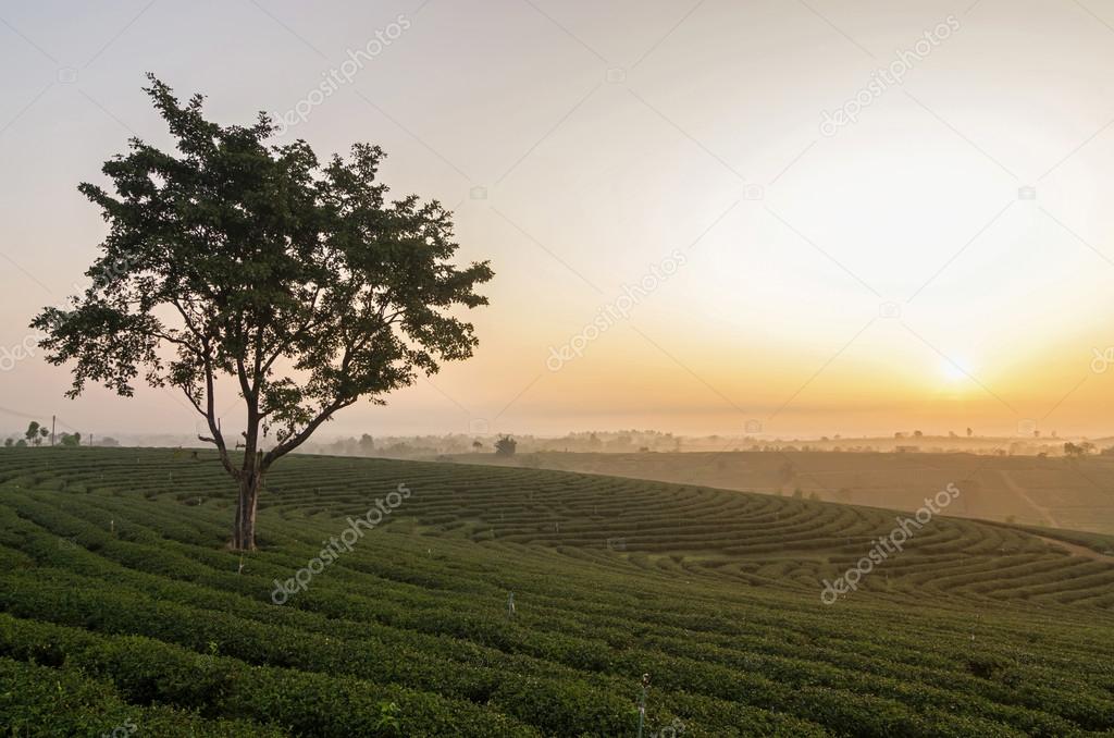 Choui Fong Tea field when sunrise, Chiangrai province, Thailand