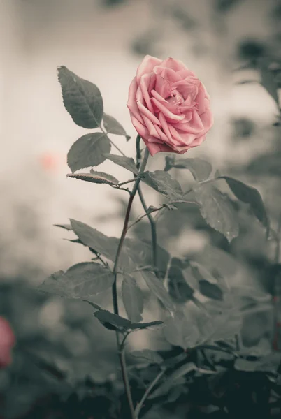 Vintage Rose — Stock Photo, Image