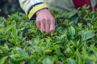 Çay yaprağı el koparma