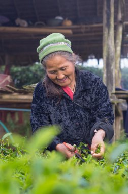 Chiang mai, Tayland - 11 Ocak: eski tanımlanamayan çiftçi p