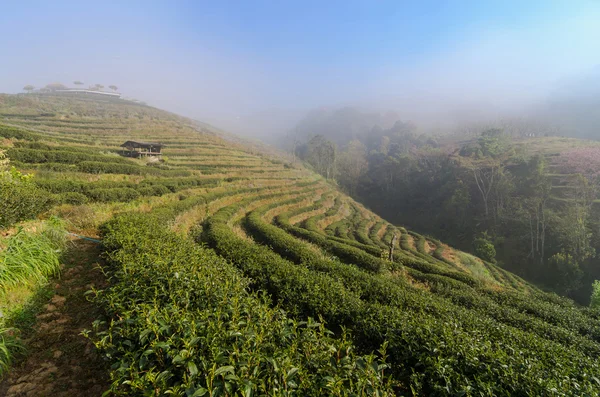 Campo da tè all'alba con nebbia, Doi angkhang, provincia di Chiangmai — Foto Stock