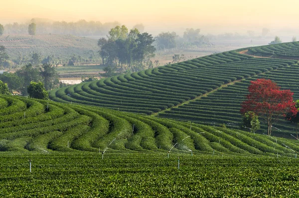 Choui fong Teefeld bei Sonnenaufgang, Chiangrai Provinz, Thailand — Stockfoto