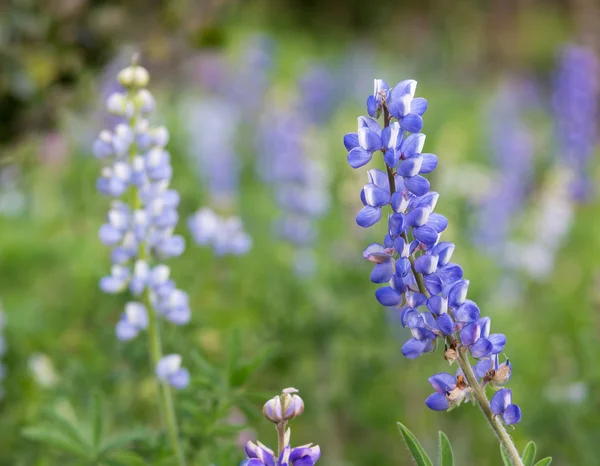 Purple delicate flowers in the garden — Stock Photo, Image