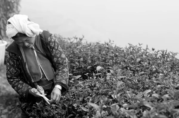 Contadino raccogliere in foglie di tè — Foto Stock