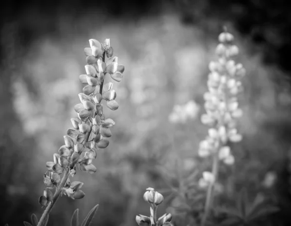 Vintage Purple delicate flowers in the garden — Stock Photo, Image