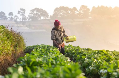 Chiang mai, Tayland - 10 Ocak: s çekmede tanımlanamayan çiftçi