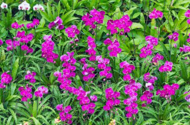 Mor Orkide Bahçe pakette