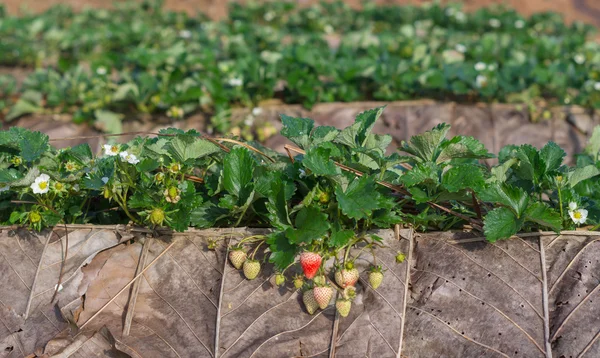 Campos de fresas orgánicas en la mañana — Foto de Stock