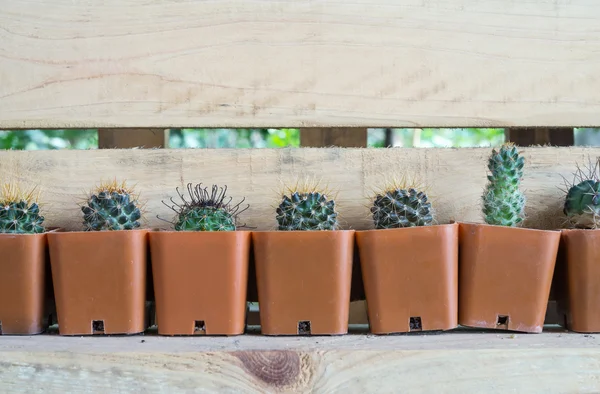 Many Cactus in pot — Stock Photo, Image