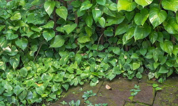 Jardinagem de folhas de plantas ornamentais e parede de tijolo — Fotografia de Stock