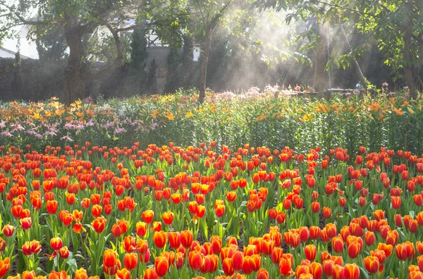 Hermoso campo de tulipanes con rayo de luz en la mañana —  Fotos de Stock