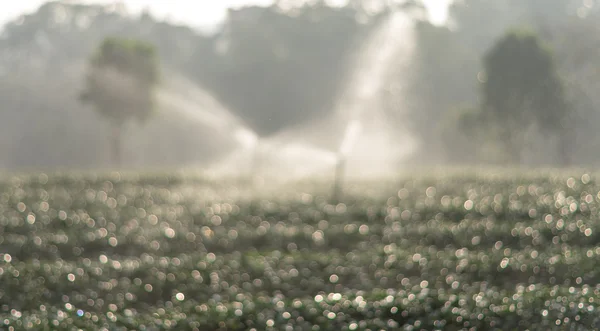 Borroso Foto bokeh de aspersor de agua en el campo de té, fondo —  Fotos de Stock