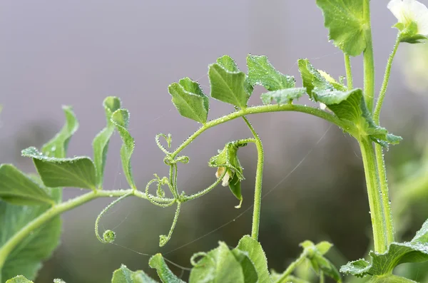 Closeup bean flowers with spray from natural on the morning — Stock Photo, Image