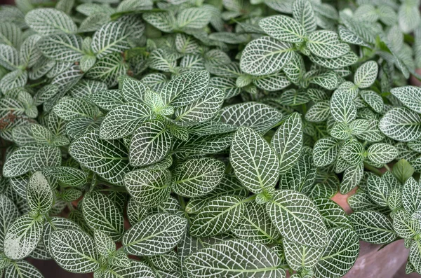 Feuilles de fleurs en pot pour décorer — Photo