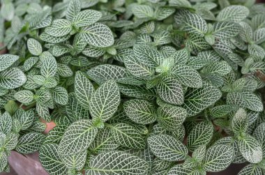 tencerede dekore için çiçek yaprakları