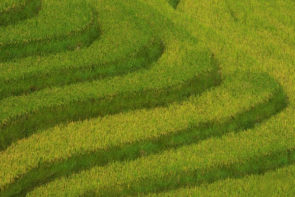 Nahaufnahme terrasse reisfelder, sapa, vietnam — Stockfoto