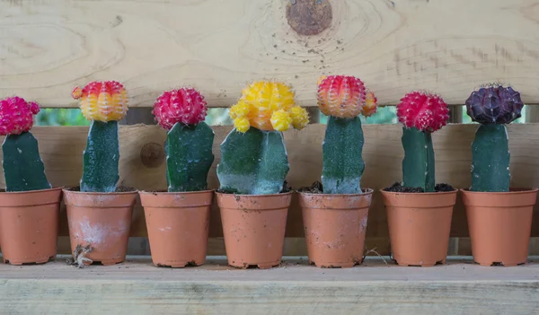 Wiele kaktus w doniczce — Zdjęcie stockowe