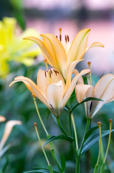 Blühende orangefarbene Lilie auf dem Feld am Morgen — Stockfoto